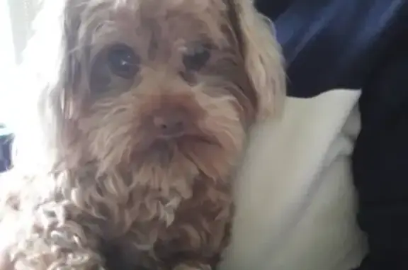 Собаки потеряшки, Санкт-Петербург, фото: Потеряшка собака в Удельной, Институтский пер., 5, СПб, 89215749540