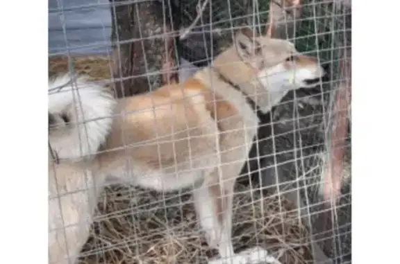Пропала собака Лайка в Малоярославецком районе Калужской области