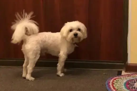 Найдена собака, Москва, фото: Собака найдена на 8-й улице Текстильщиков.