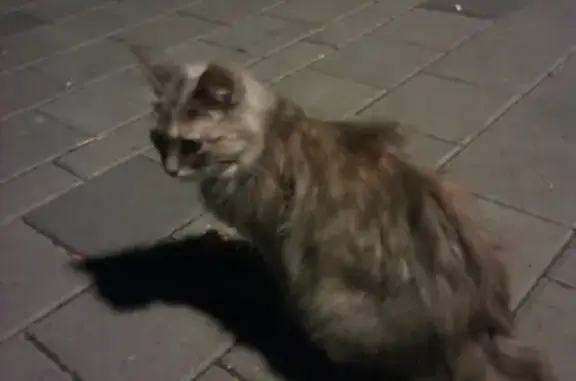 Найдена кошка возле шавермы на Камышинской улице