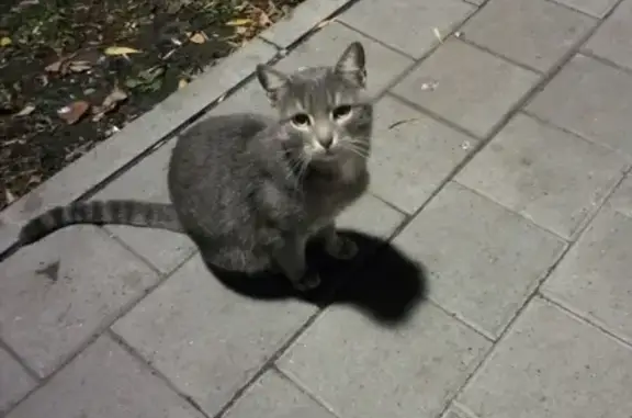 Найдена кошка на Камышинской улице возле шавермы