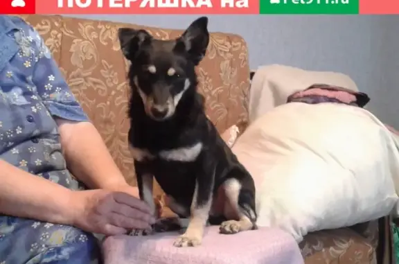 Собака без породы найдена в Нижнем Тагиле
