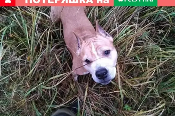 Собаки потеряшки, Наро-Фоминск, фото: Потеряшка собака в Наро-Фоминском районе, Московская область!