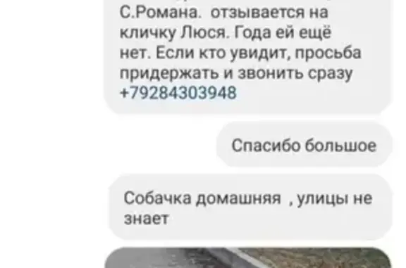 Пропала собака в Ейске на улице Сергея Романа