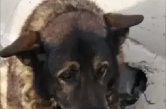 Найденные животные Москва, фото: Найдена собака на ул. Генерала Дорохова, ищем хозяина