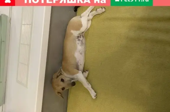 Пропала собака в Новороссийске, район автовокзала