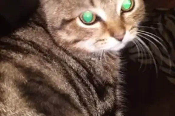 Кошки потеряшки, Вятские Поляны, фото: Потеряшка кошка Мурзик в Вятских Полянах