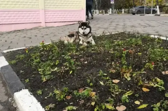 Найдена собака в Реутове, ул. Ленина, 25