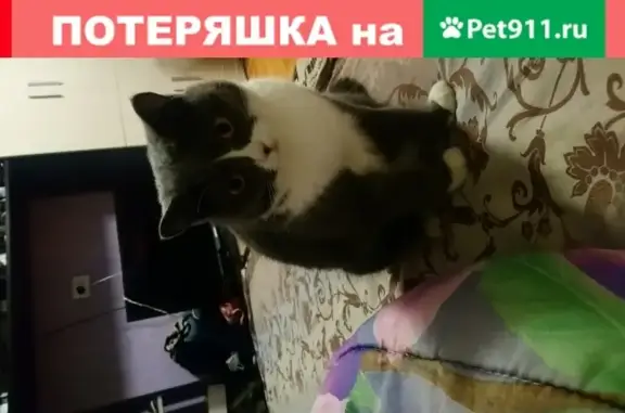 Кошки потеряшки, Тюмень, фото: Потеряшка кошка Маруся на Олимпийской 24, Тюмень