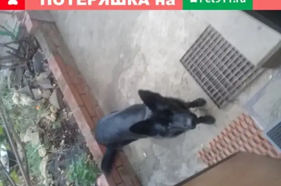 Собаки потеряшки, Ростов-на-Дону, фото: Потеряшка овчарка в парке Собино, Ростов-на-Дону