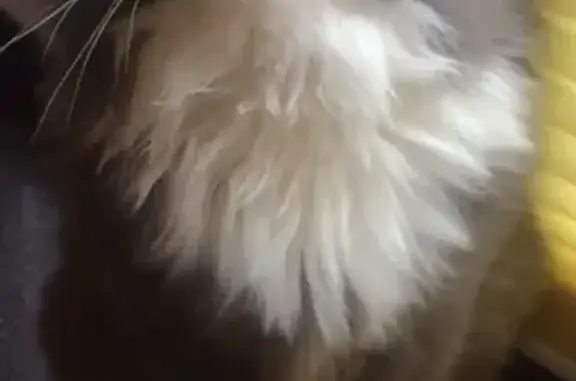 Кошки потеряшки, Москва, фото: Потеряшка кошка Васька на улице Рогова, Москва