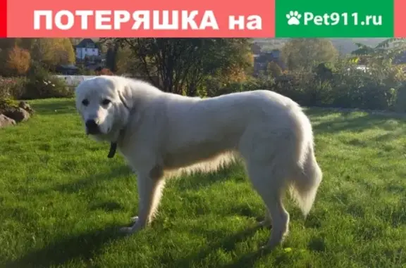Собаки потеряшки, Новокузнецк, фото: Потеряшка белая собака в Новокузнецке