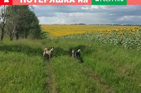 Пропала лайка с белым воротником в Бийске