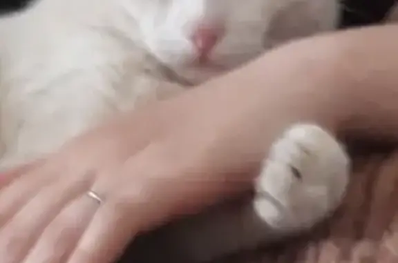 Потерянные животные Москва, фото: Пропал белый кот с фиолетовым следом в Москве.