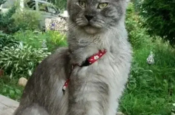 Потерянные животные Смоленск, фото: Пропала кошка на улице Шевченко, дом 93Д