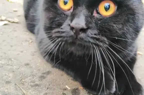 Упитанный черный кот найден на Береговой улице, Балашиха