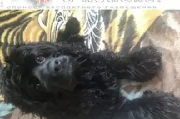 Объявления о пропавших и найденных животных, Новороссийск, фото: Пропала собака в Новороссийске.