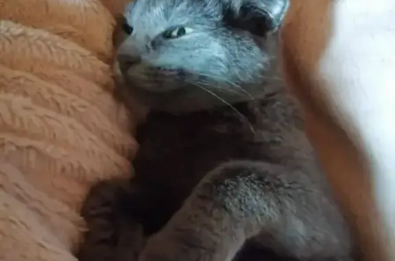 Пропала кошка в Видном 11 октября, серого цвета, 6 месяцев, вислоухая.