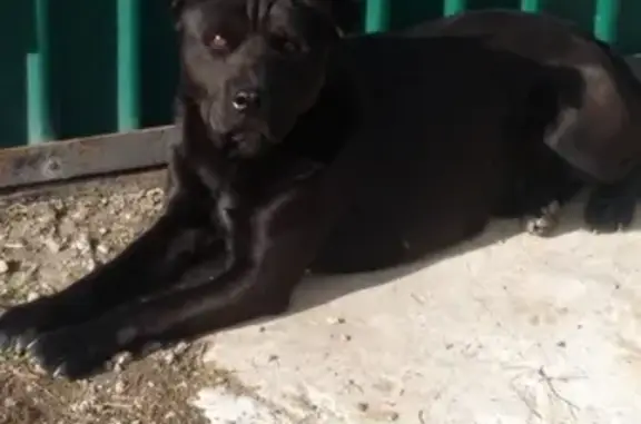 Собака черного цвета найдена в Челябинске на 4 электровозной.
