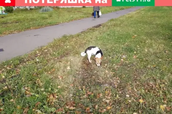 Найдена собака на ул. Жукова, 27