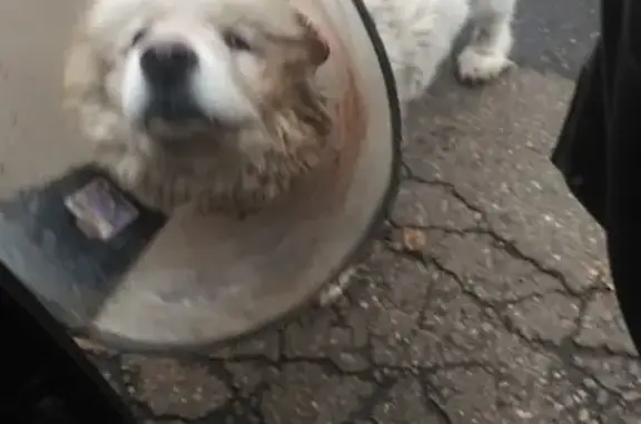 Найденные животные Москва, фото: Найдена собака в Поселке Мичуринец, Москва