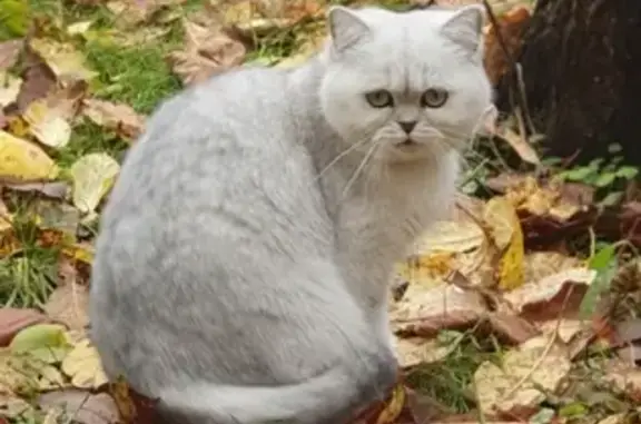 Кошки потеряшки, Москва, фото: Потеряшка кошка Мурка на ул. Верещагина, Москва.