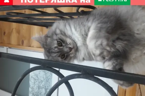 Кошки потеряшки, , фото: Потеряшка кошка Мурчик в Алупке, Республика Крым.