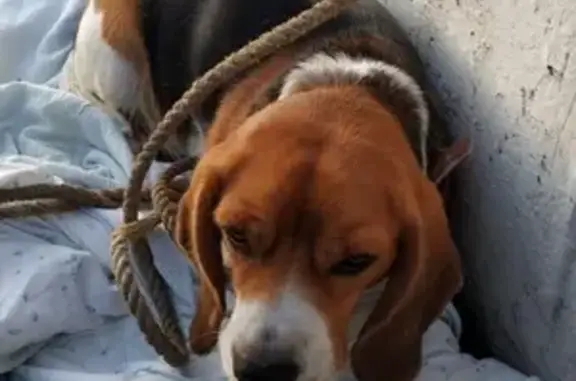 Собака в автобазе ВДЦОкеан, найдена