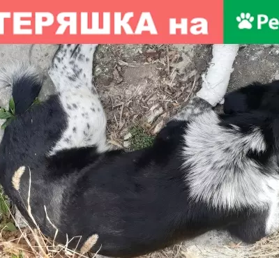 Кошка с перевязоной ногой найдена в Новороссийске