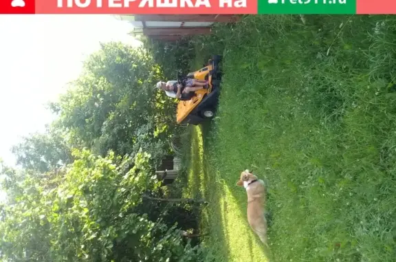 Пропала собака на Тракторной и пр.Строителей, Владимир