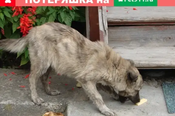 Найден щенок на Никитина 11, Томск