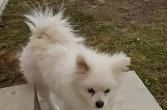 Пропала собака Ева в деревне Шемякино