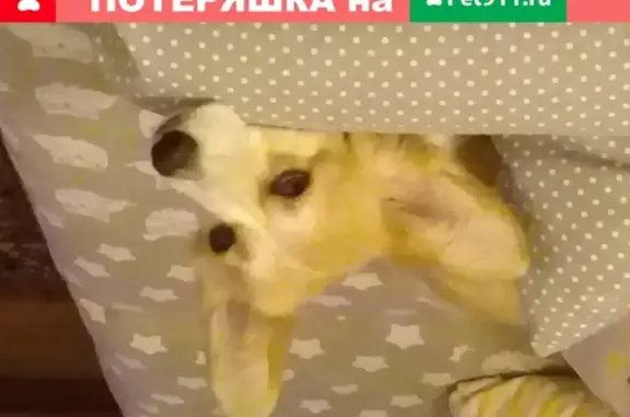 Собаки потеряшки, Владимир, фото: Потеряшка собака на ул. Тракторная, вознаграждение.