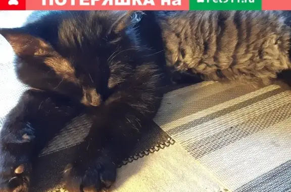 Кошки потеряшки, Санкт-Петербург, фото: Потеряшка кошка Котенок на Шуваловском проспекте (СПб)