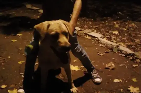 Найден щенок лабрадора в Краснодаре, ул. Атарбекова, 29.