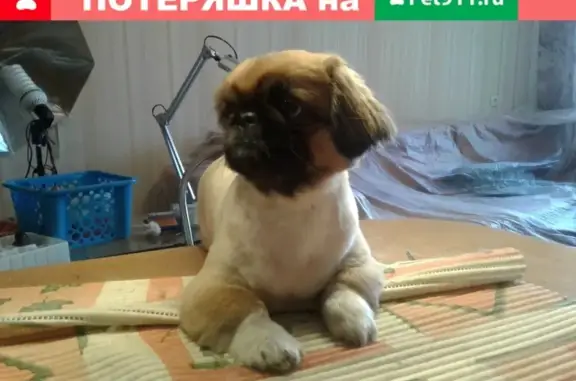 Собака похожа на пекинеса, найдена в Тамбове на улице имени Н.В. Муравьёва.