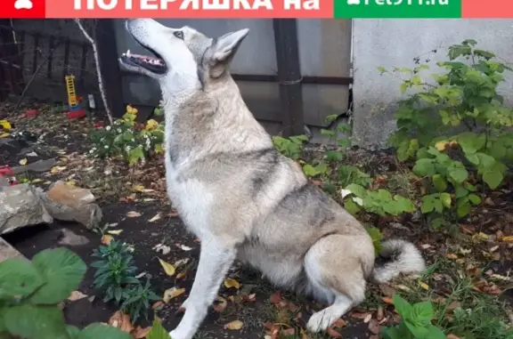 Найдена ухоженная собака в Ростовской области