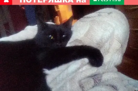 Кошки потеряшки, Москва, фото: Потеряшка миниатюрная черная кошка в Москве