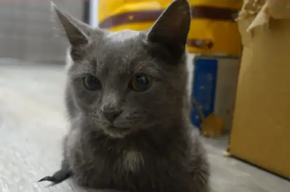 Найден ручной котик в Щёлково