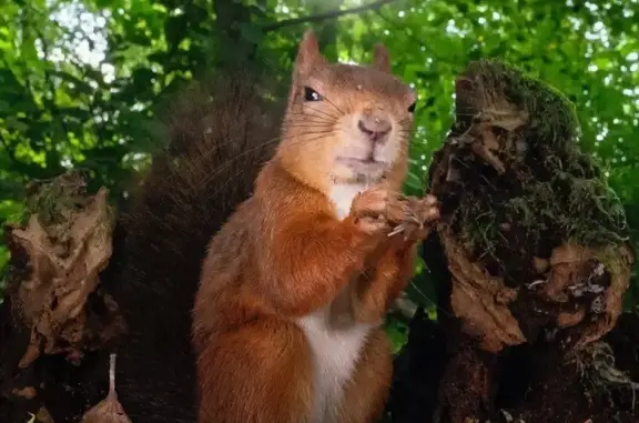 Объявления о пропавших и найденных животных, Каменск-Шахтинский, фото: Пропала белка в Каменск-Шахтинском, награда 8000 руб.