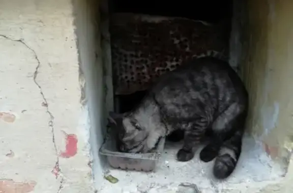 Найден домашний кот на Московском шоссе, Н. Новгород
