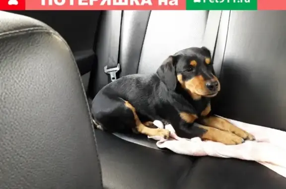 Найдена собака на ул. Красный Маяк, Брянск
