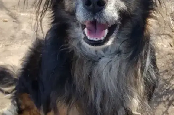 Собаки потеряшки, Нижний Новгород, фото: Потеряшка собака Тоби на Московском шоссе, Нижний Новгород.