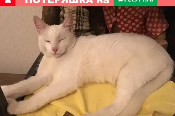 Пропала кошка на ул. Октябрьская в Балашихе-3