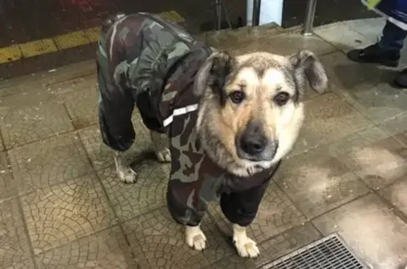 Собака найдена на Угличской ул. в Ярославле