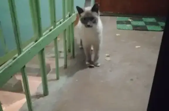 Найдена голодная кошка в районе Герцена