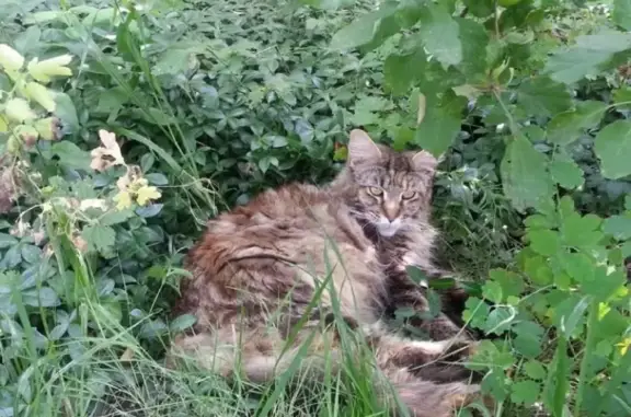 Пропала беременная кошка Мейн-кун в Рыкани, Воронежская область.