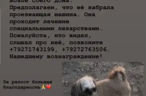 Пропала собака Ши-тцу в Республике Мордовия
