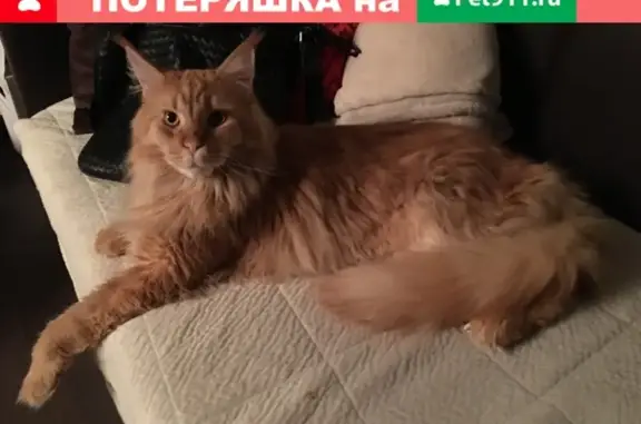 Пропал кот в Степановке, вознаграждение. (41 символ)