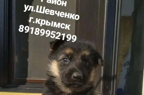 Пропала собака Девочка в Крымске